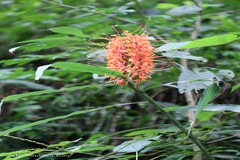 Hedychium aurantiacum